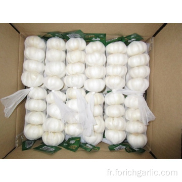 Très en demande Jinxiang Pure White Garlic